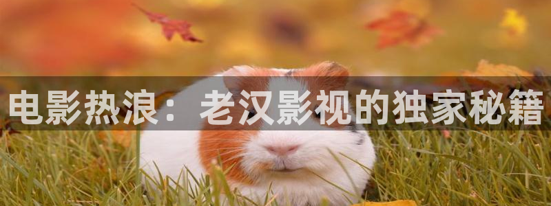 秋霞网直播